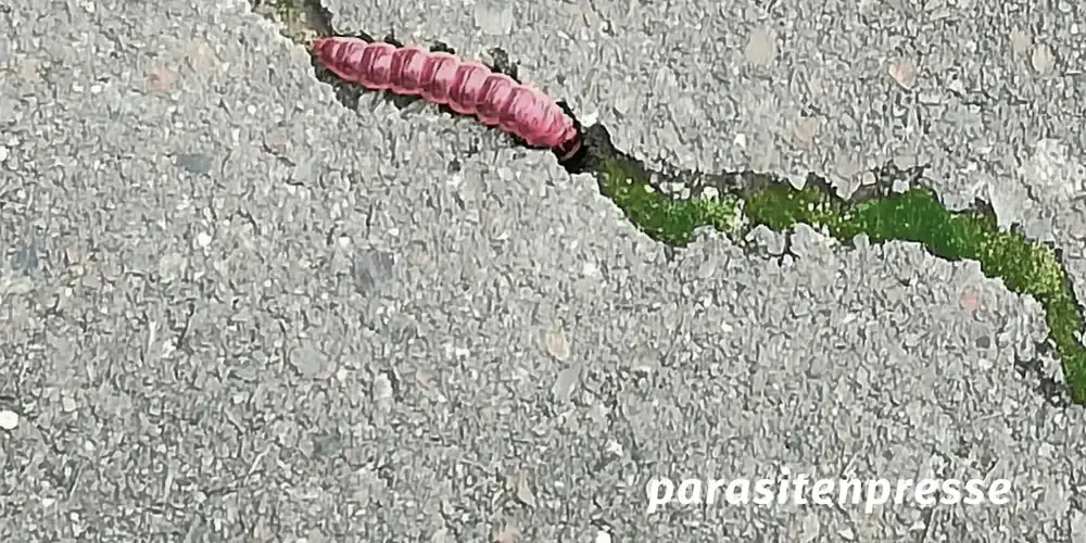 Tickets Schlachtgewicht und Benzindampf. Ein Abend mit der parasitenpresse.,  in Berlin